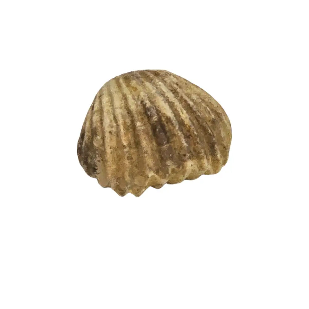 Bivalvia Fossil