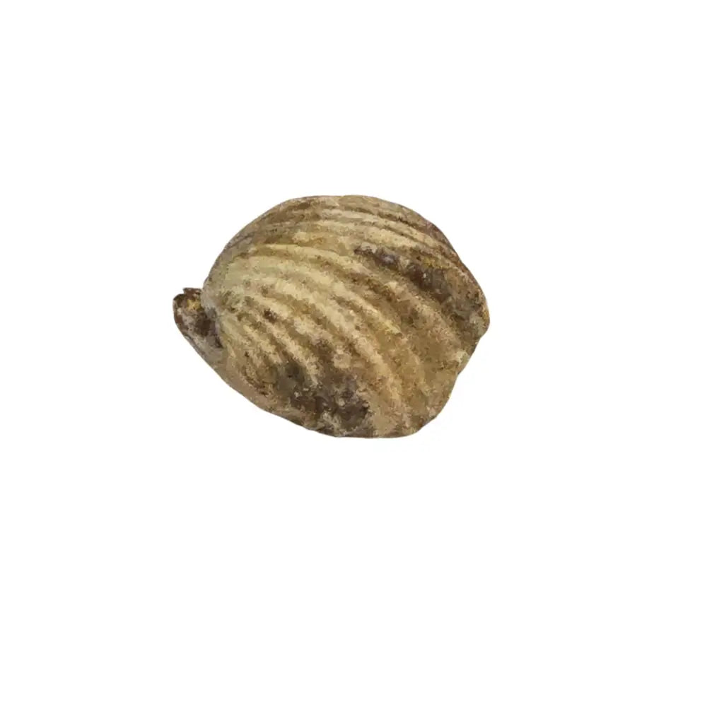 Bivalvia Fossil