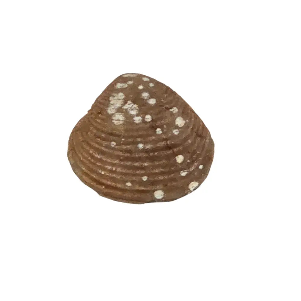 Brachiopod Fossil