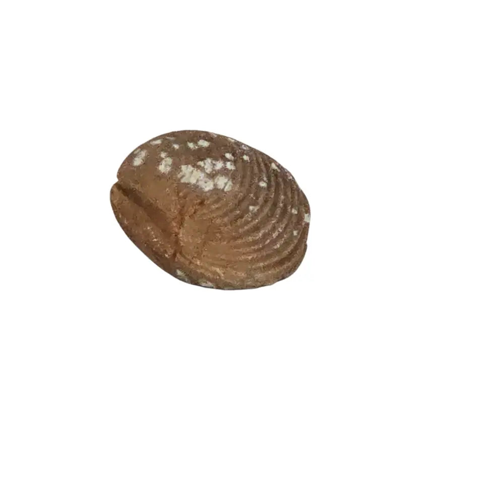 Brachiopod Fossil