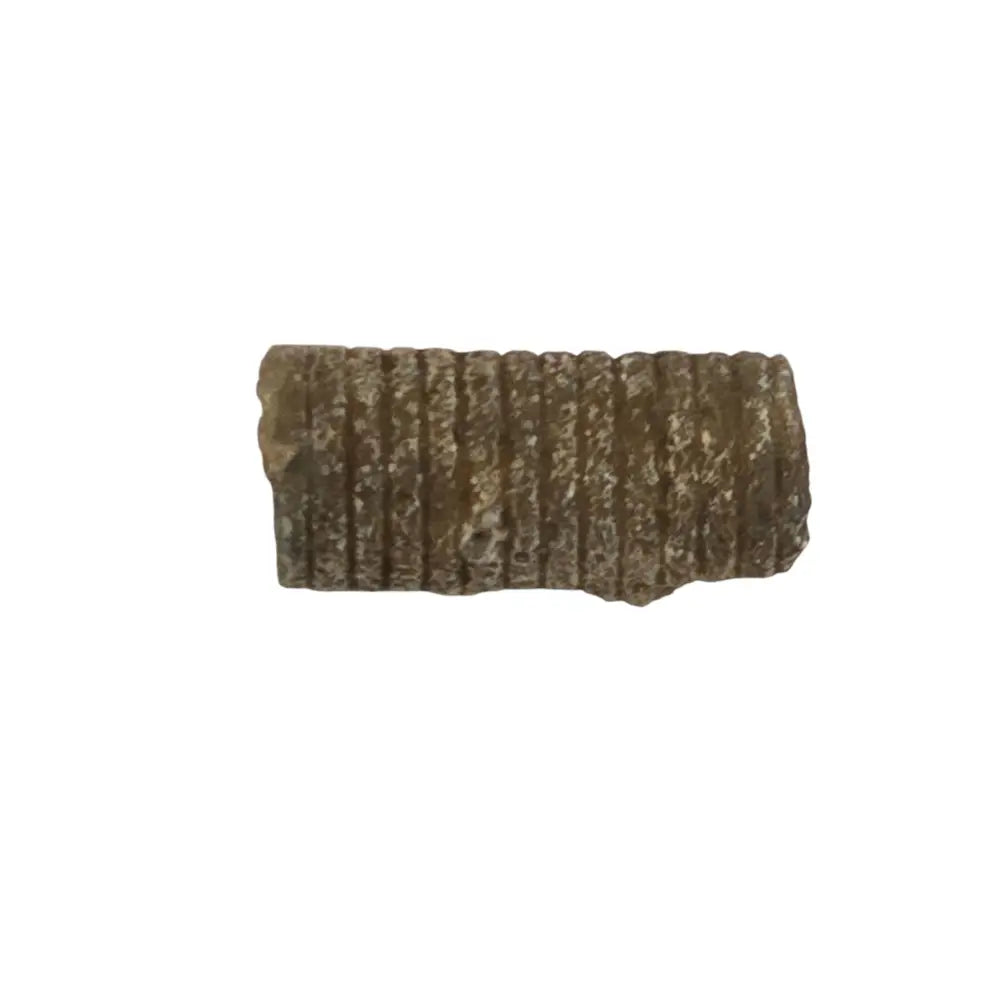 Crinoids Fossil