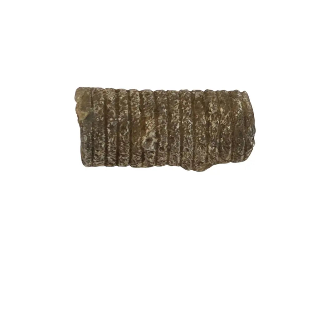 Crinoids Fossil