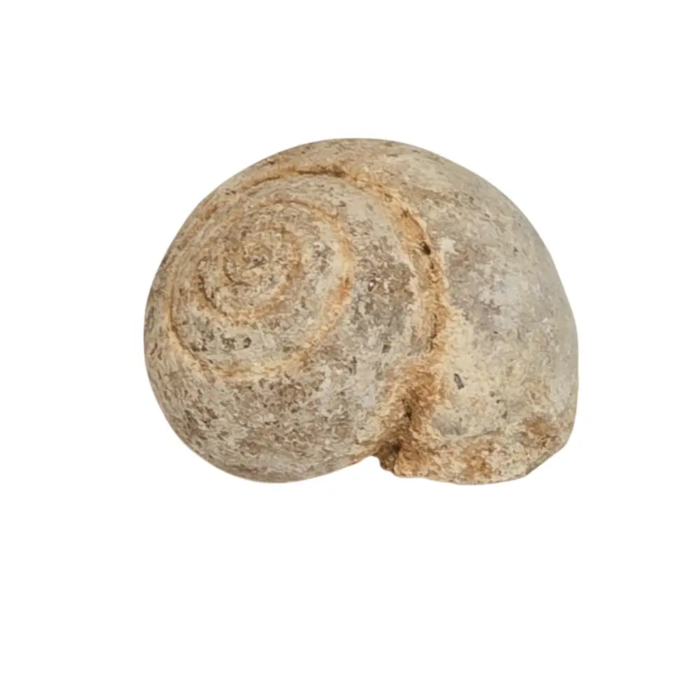 Gastropod Fossil