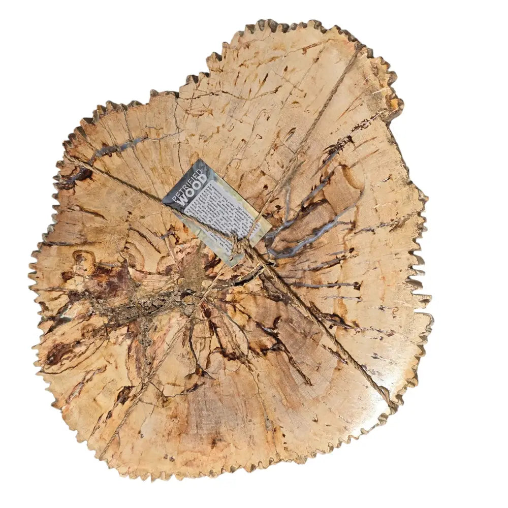 Large Petrified Wood Slice