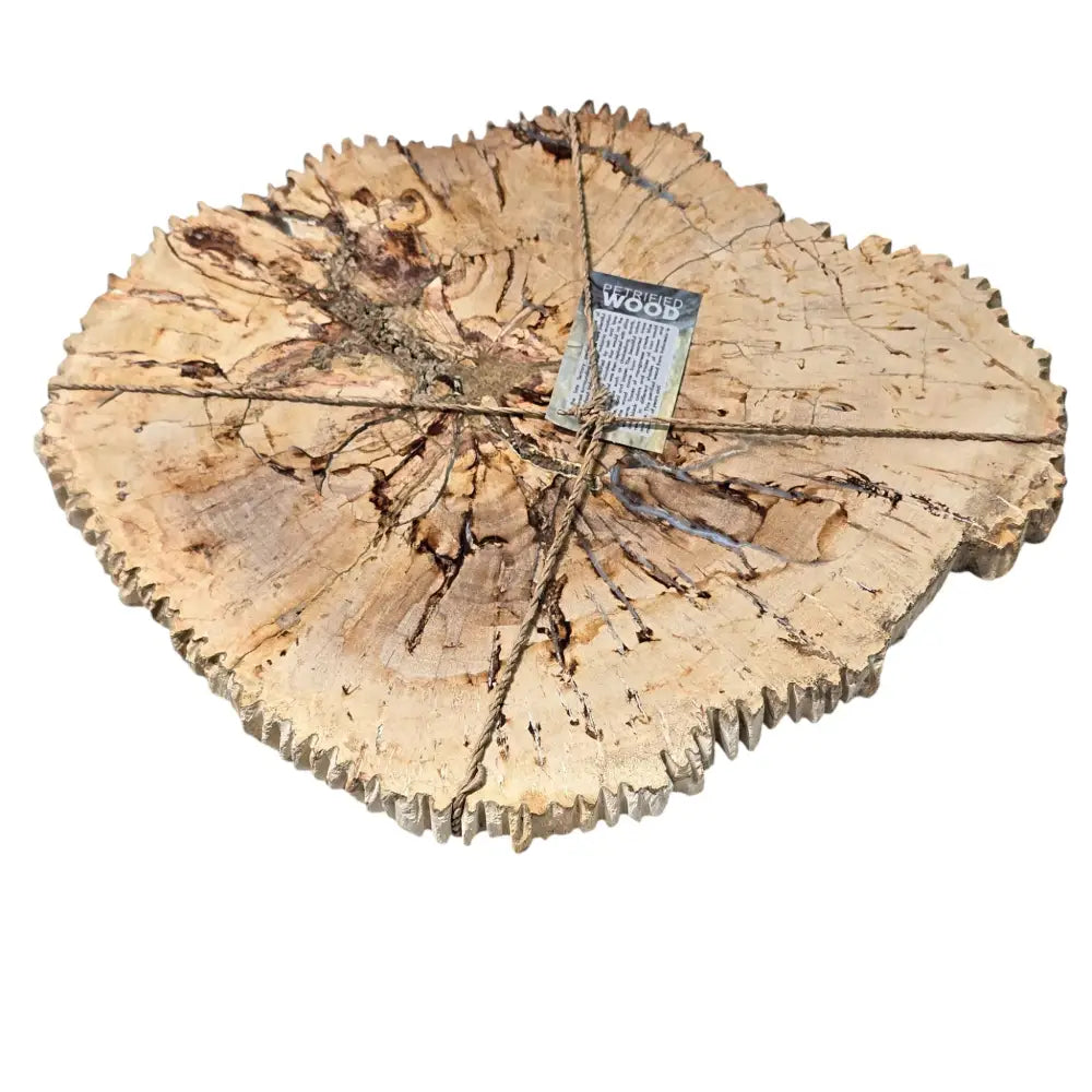 Large Petrified Wood Slice